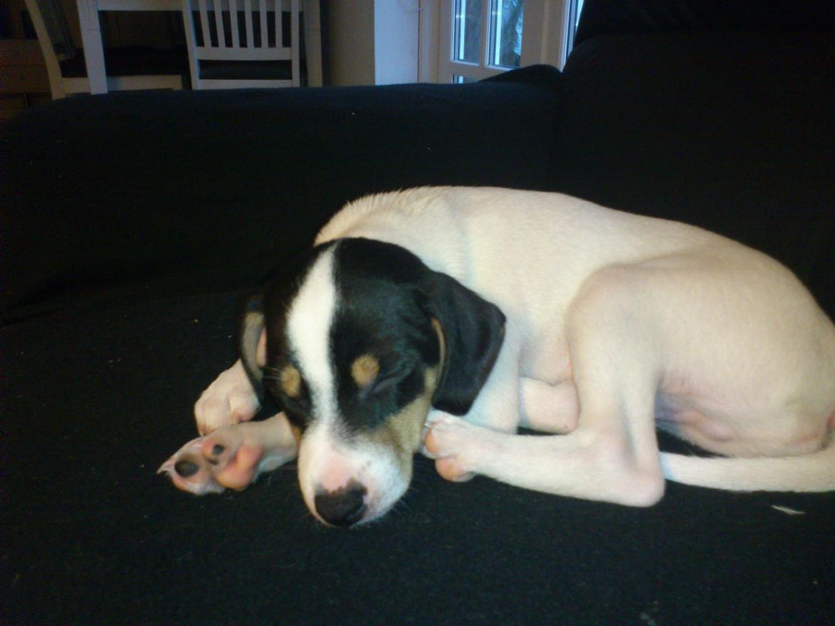 Blanding af racer Bob billede 6