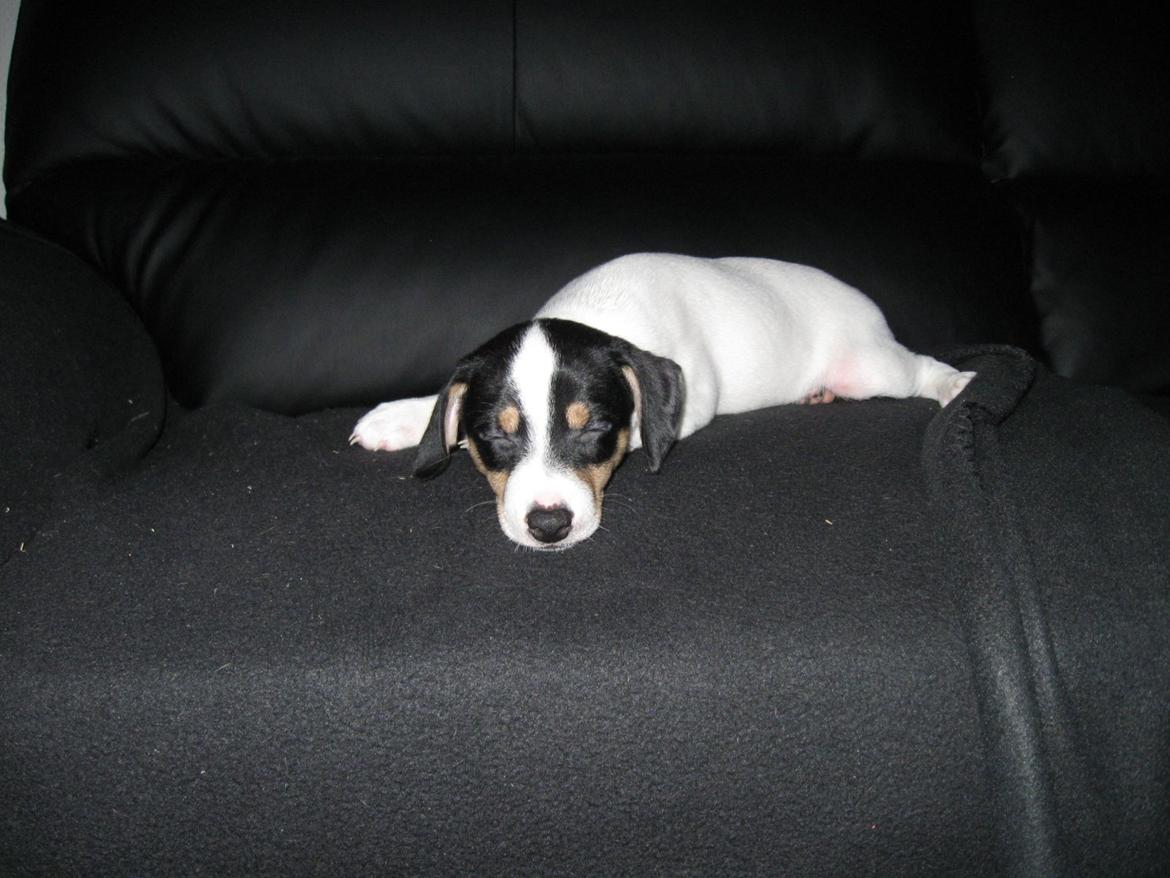 Blanding af racer Bob billede 7