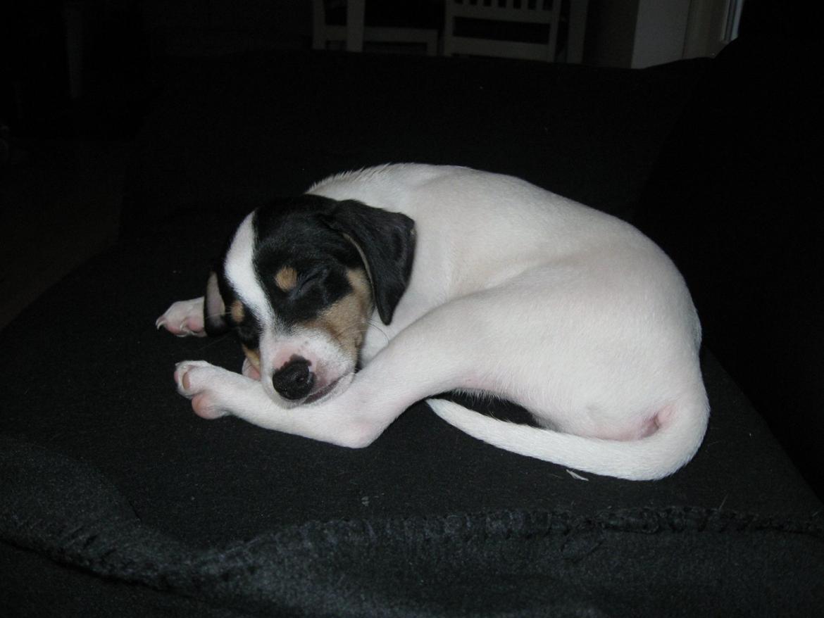 Blanding af racer Bob billede 8