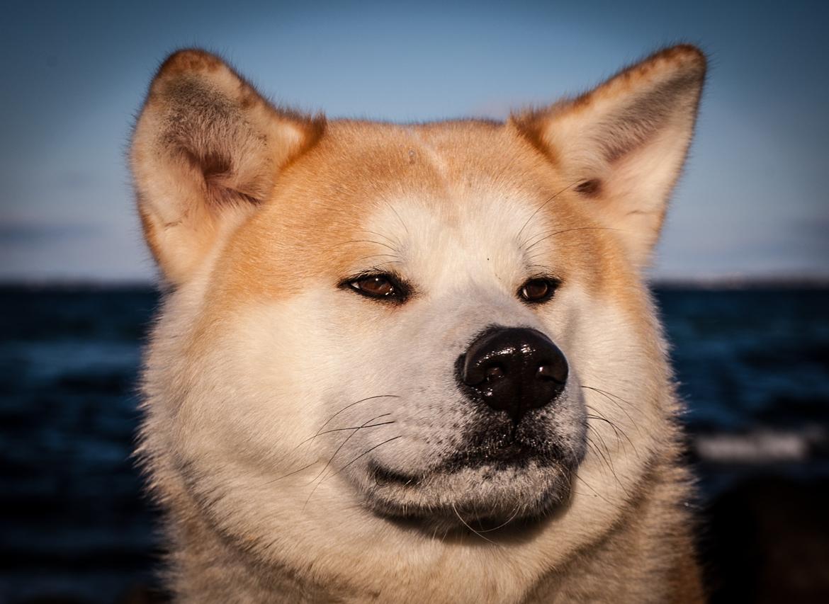 Akita inu Akio billede 1