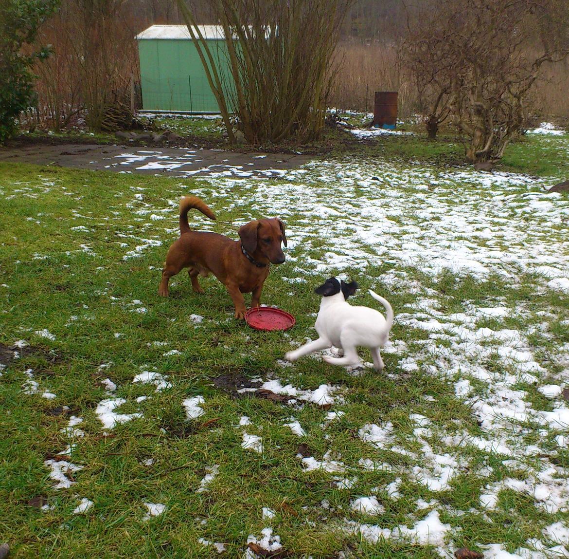 Blanding af racer Bob billede 9