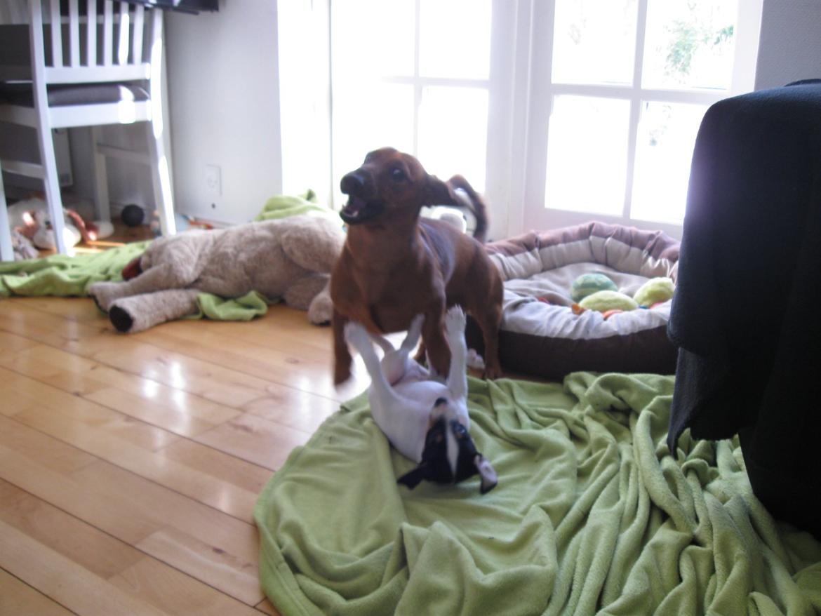 Blanding af racer Bob billede 10