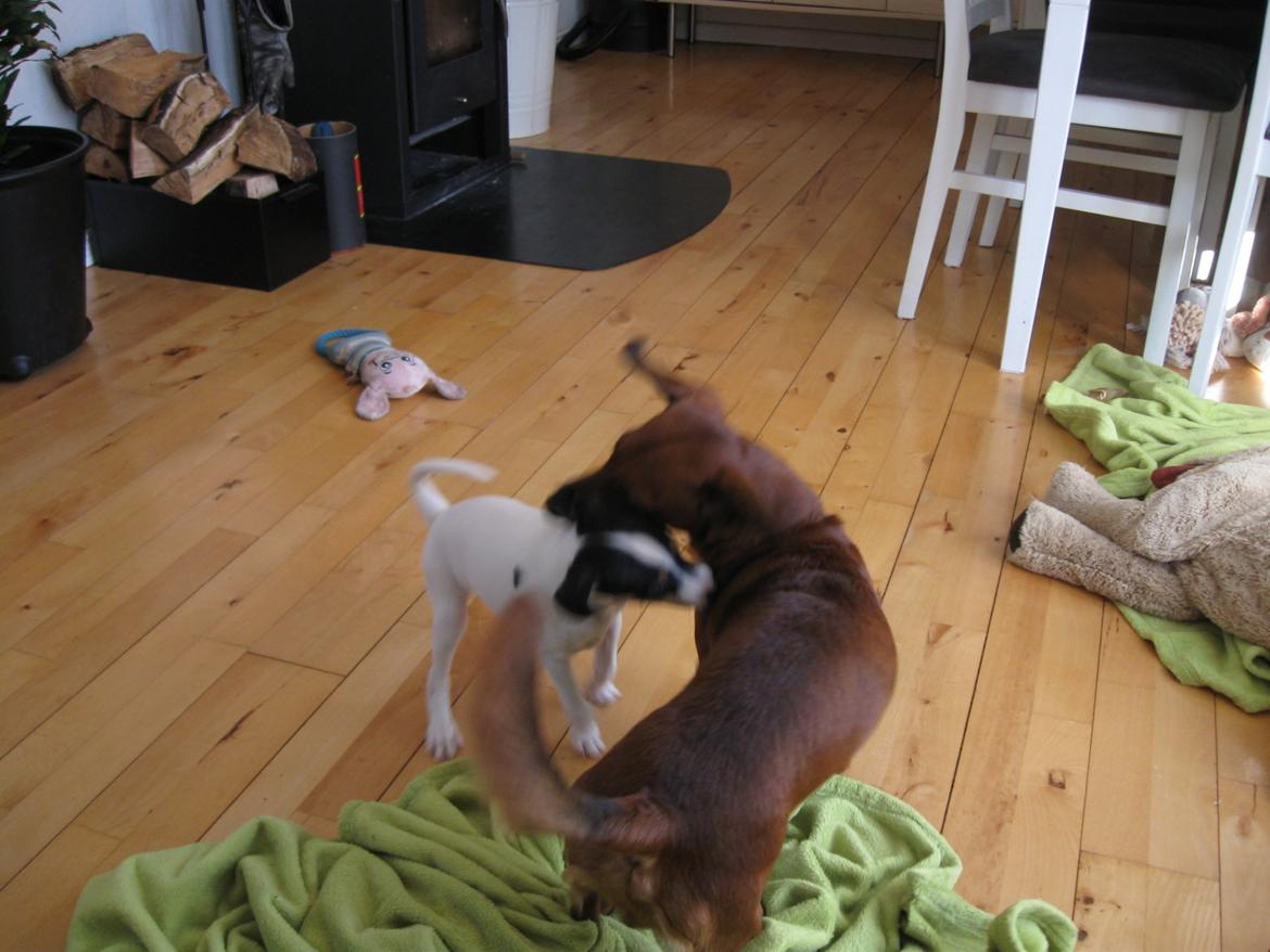 Blanding af racer Bob billede 11