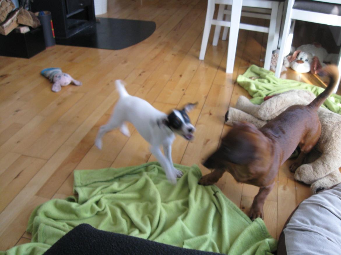 Blanding af racer Bob billede 12