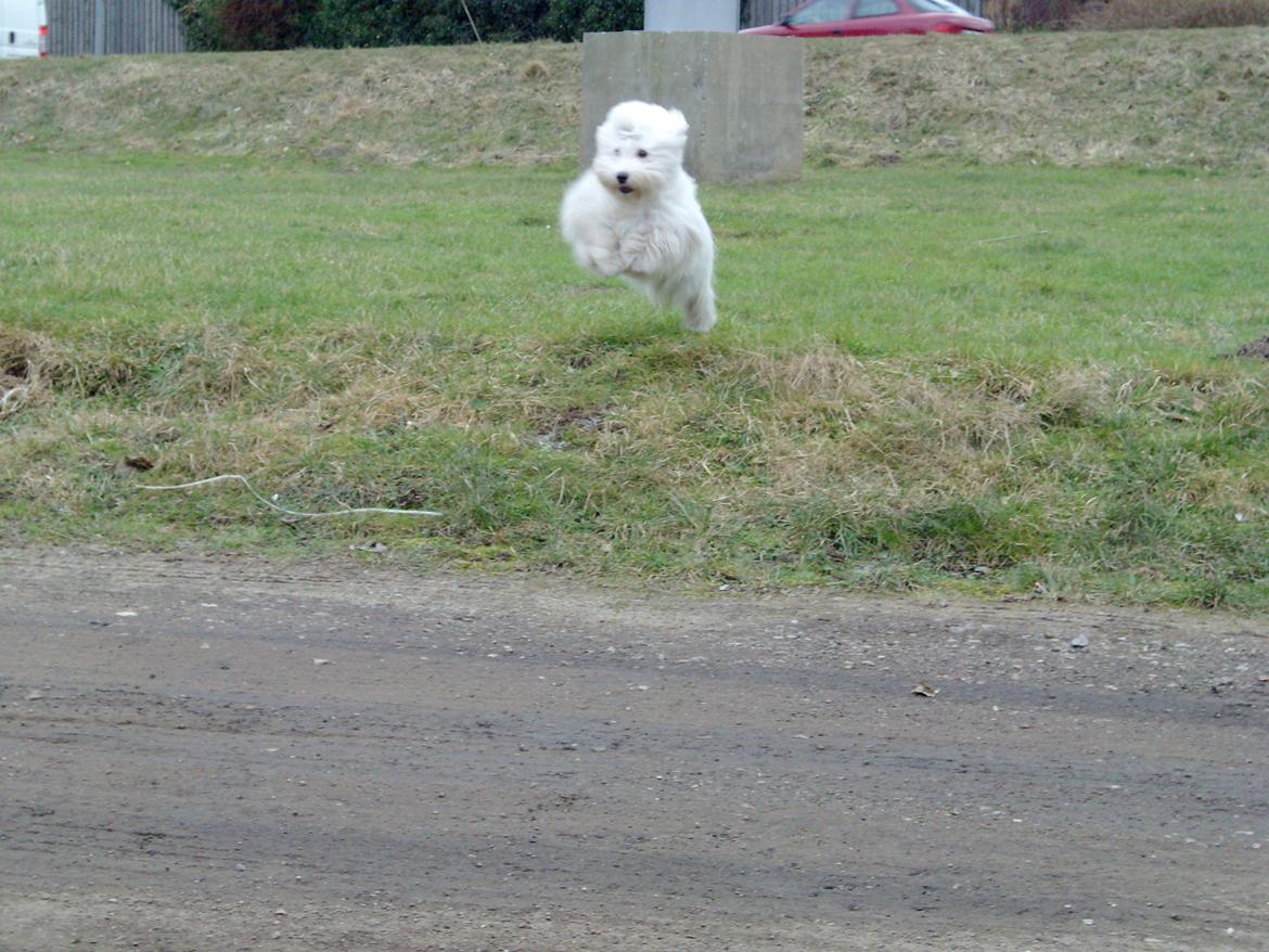 Coton de tulear Sisses Cindy billede 12