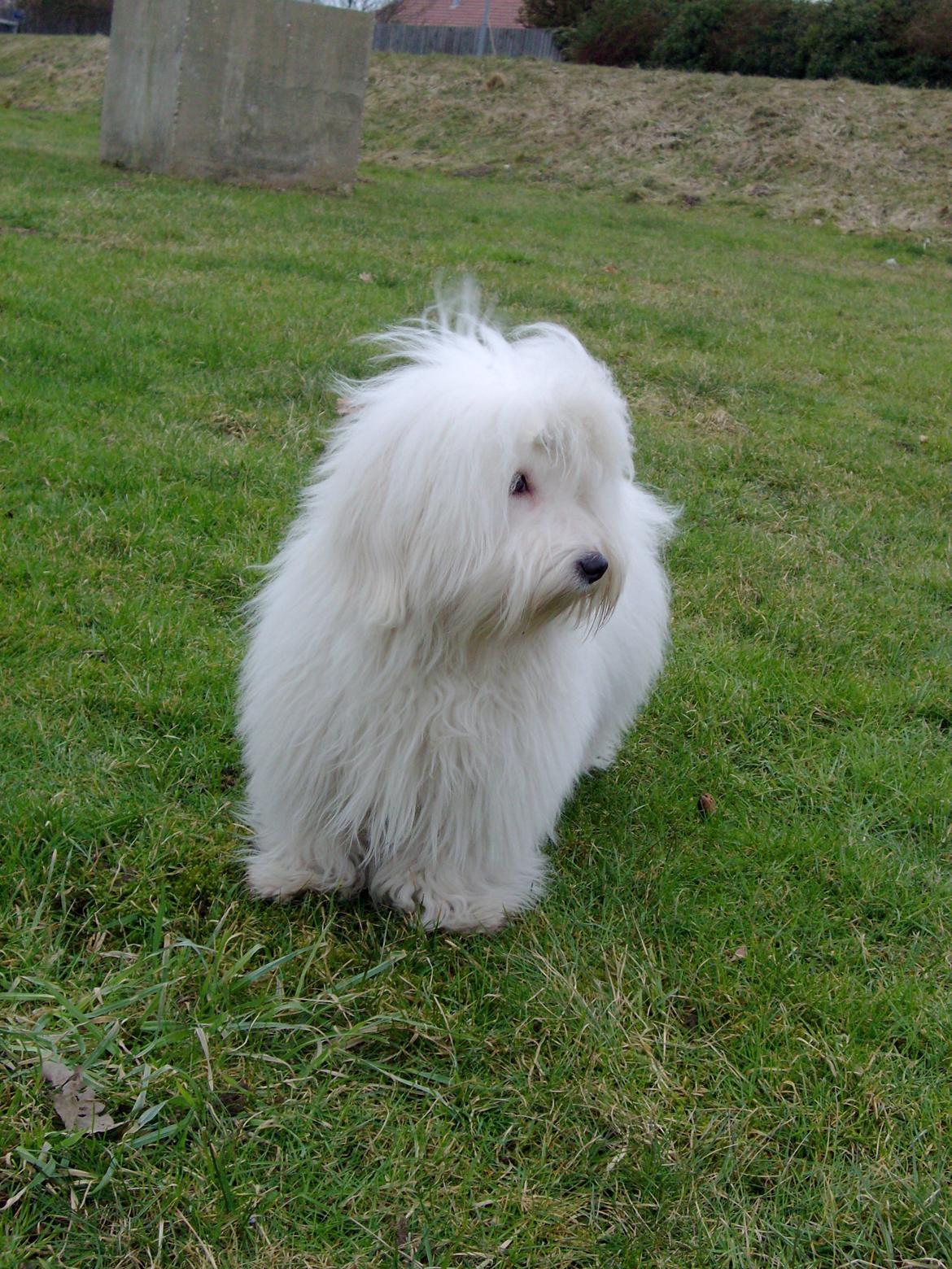 Coton de tulear Sisses Cindy billede 13