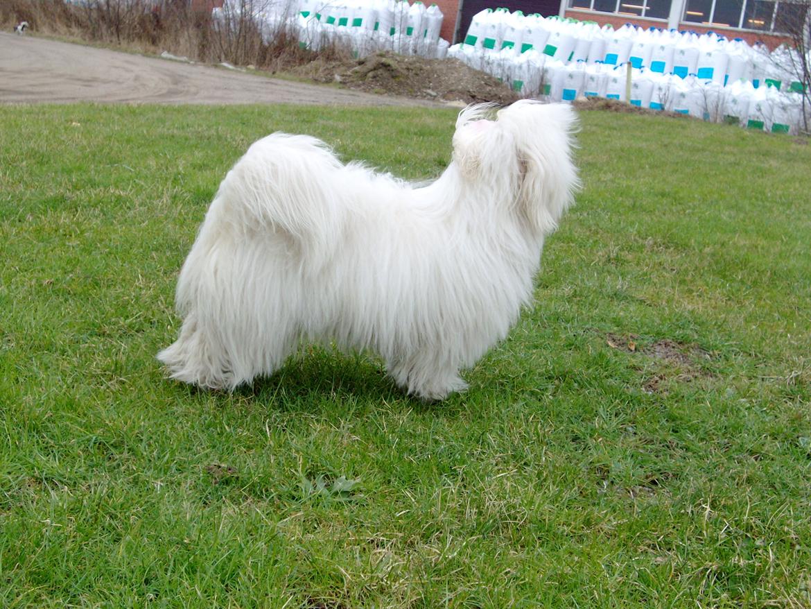 Coton de tulear Sisses Cindy billede 15