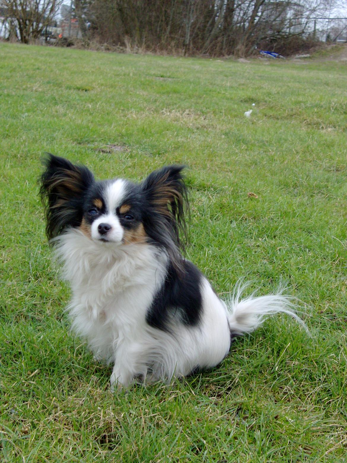 Papillon Chiantie *Prinsessen* billede 12