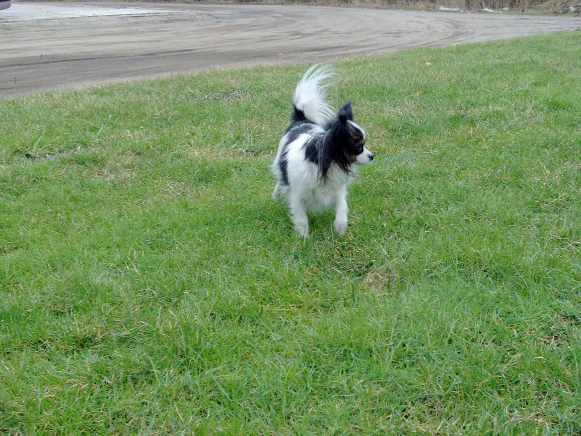 Papillon Chiantie *Prinsessen* billede 13