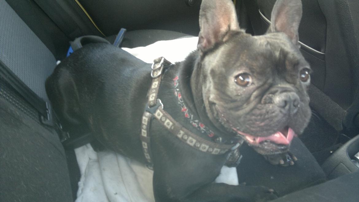 Fransk bulldog Kato billede 4
