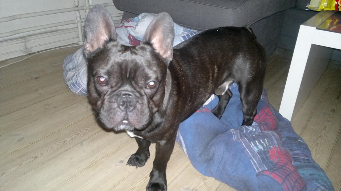 Fransk bulldog Kato billede 5