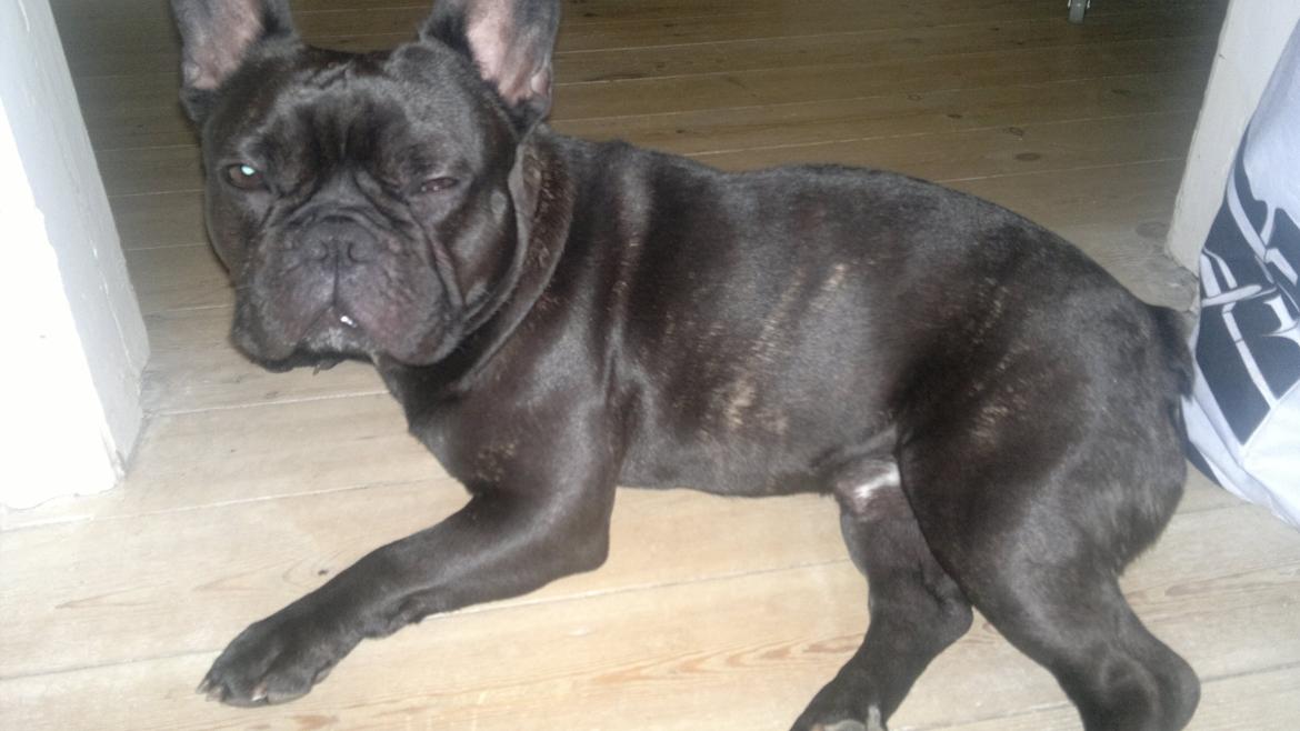 Fransk bulldog Kato billede 6