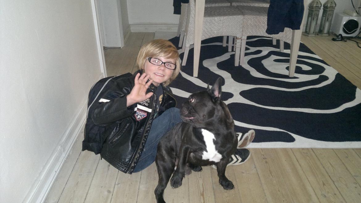 Fransk bulldog Kato billede 7