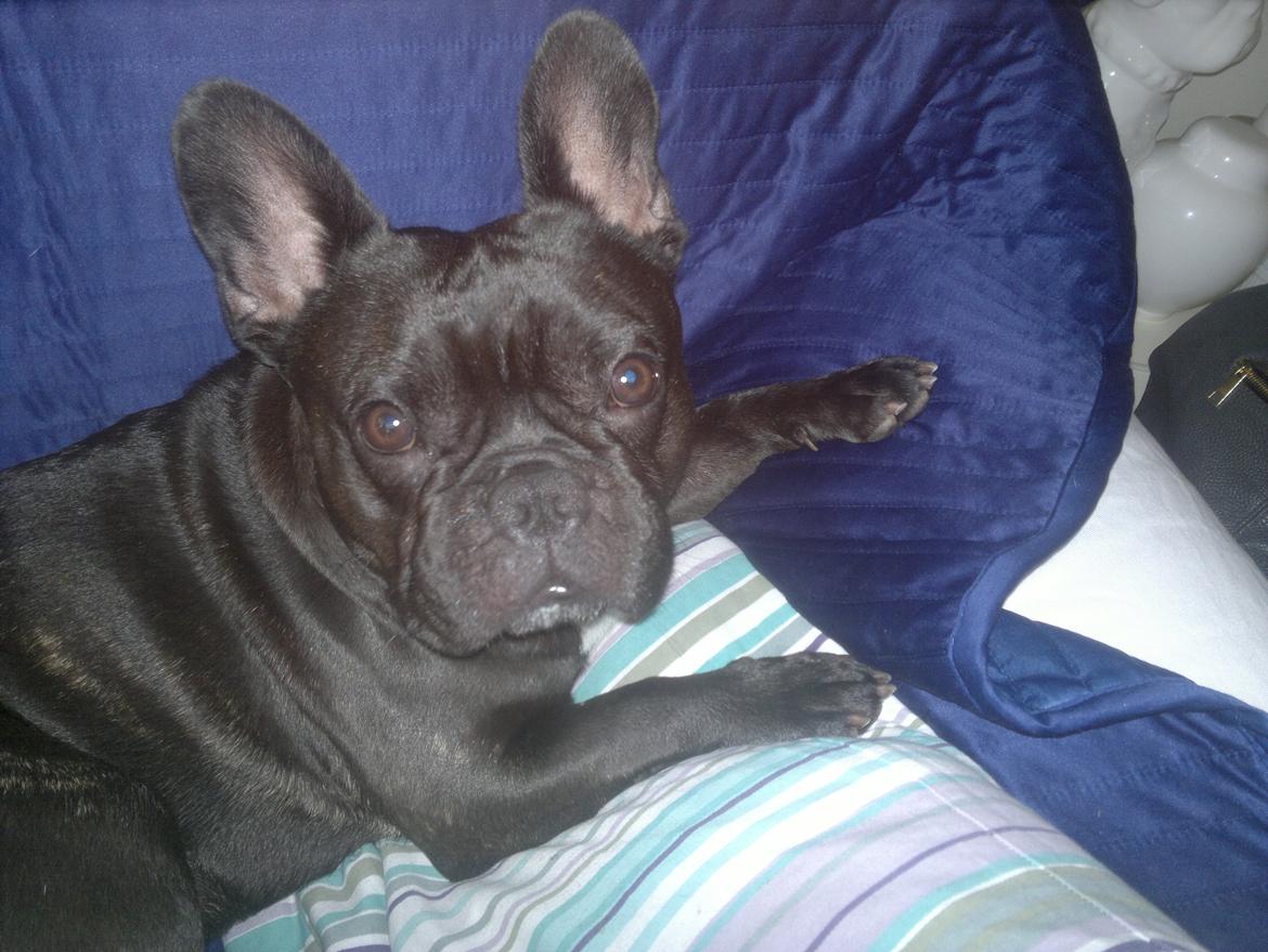 Fransk bulldog Kato billede 8