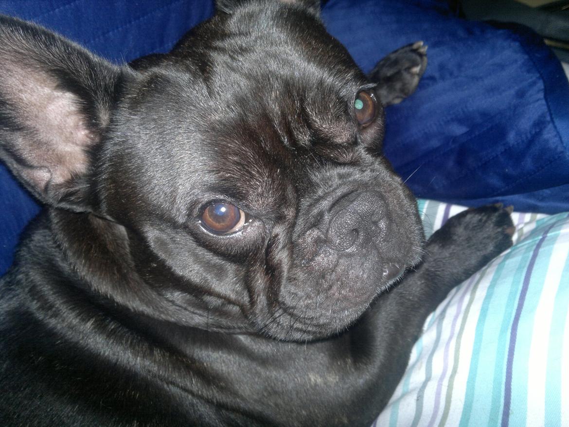 Fransk bulldog Kato billede 9