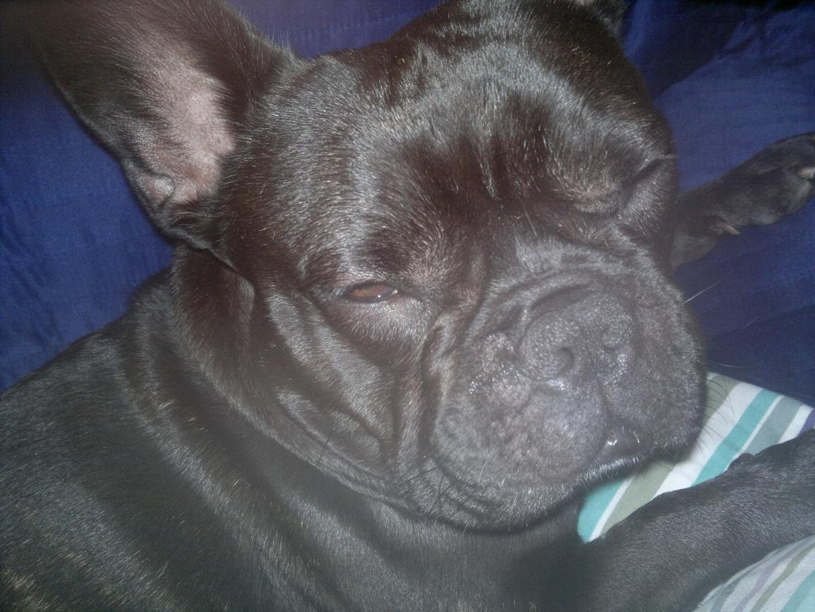 Fransk bulldog Kato billede 10