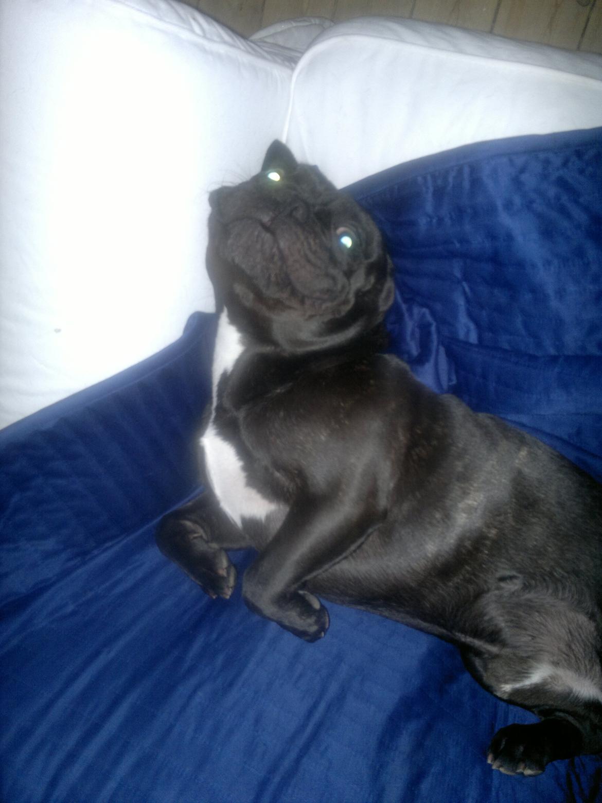 Fransk bulldog Kato billede 11