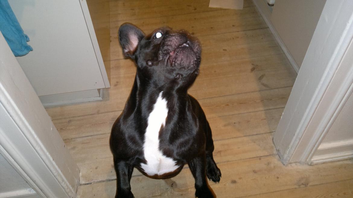 Fransk bulldog Kato billede 12