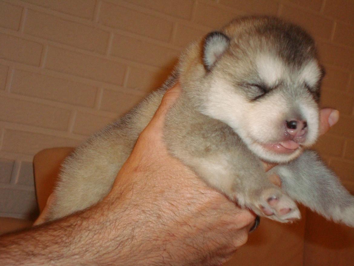 Alaskan malamute Snowcreek Extreme Balto - Balto 1 uge gammel billede 5