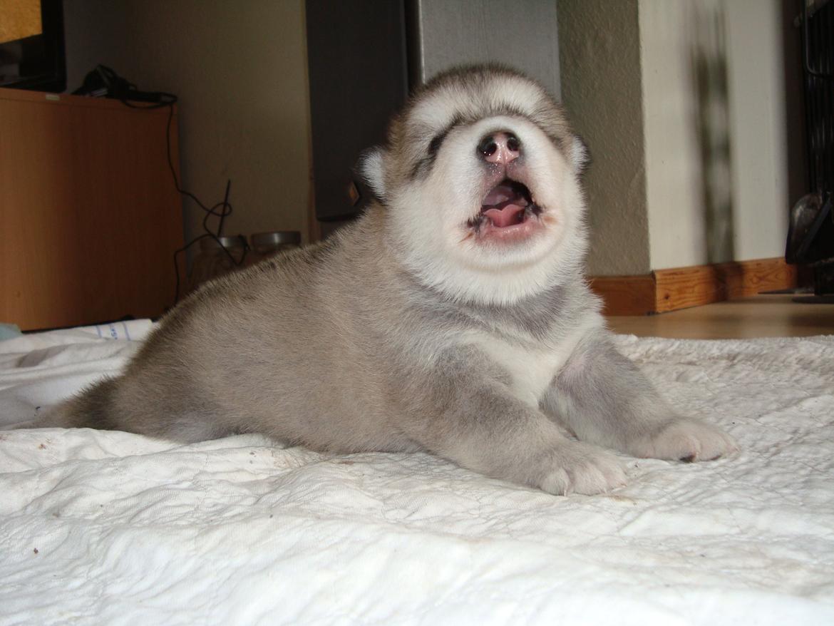 Alaskan malamute Snowcreek Extreme Balto - Balto 2 uger billede 6