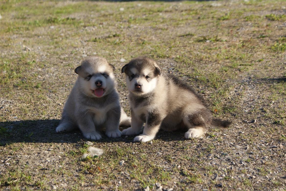 Alaskan malamute Snowcreek Extreme Balto - Balto og bror Felix 3 uger billede 3
