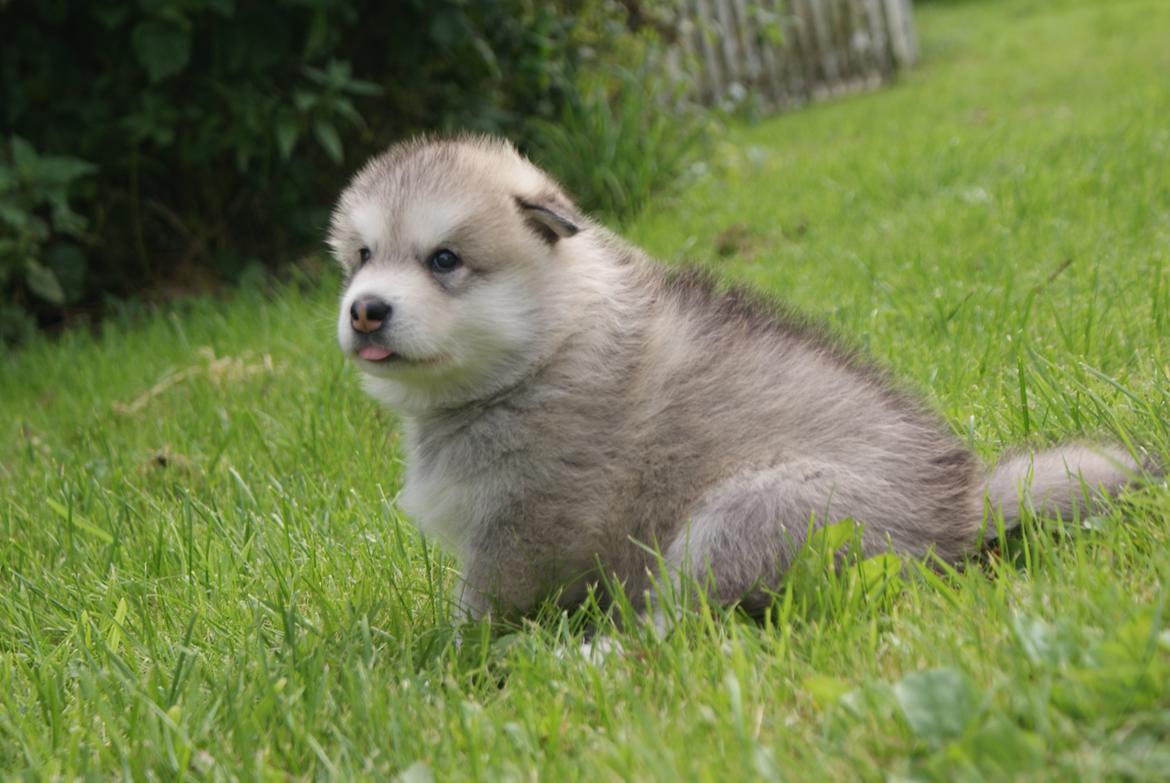 Alaskan malamute Snowcreek Extreme Balto billede 4