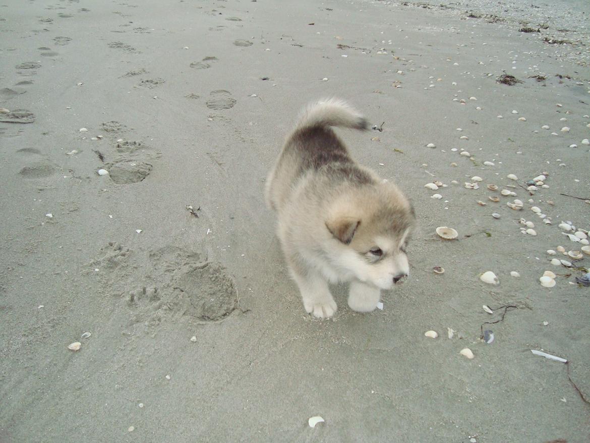 Alaskan malamute Snowcreek Extreme Balto billede 7