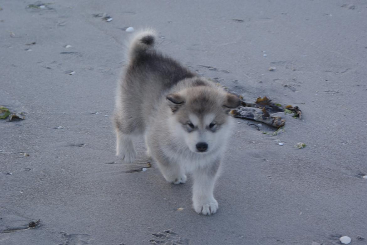 Alaskan malamute Snowcreek Extreme Balto billede 8