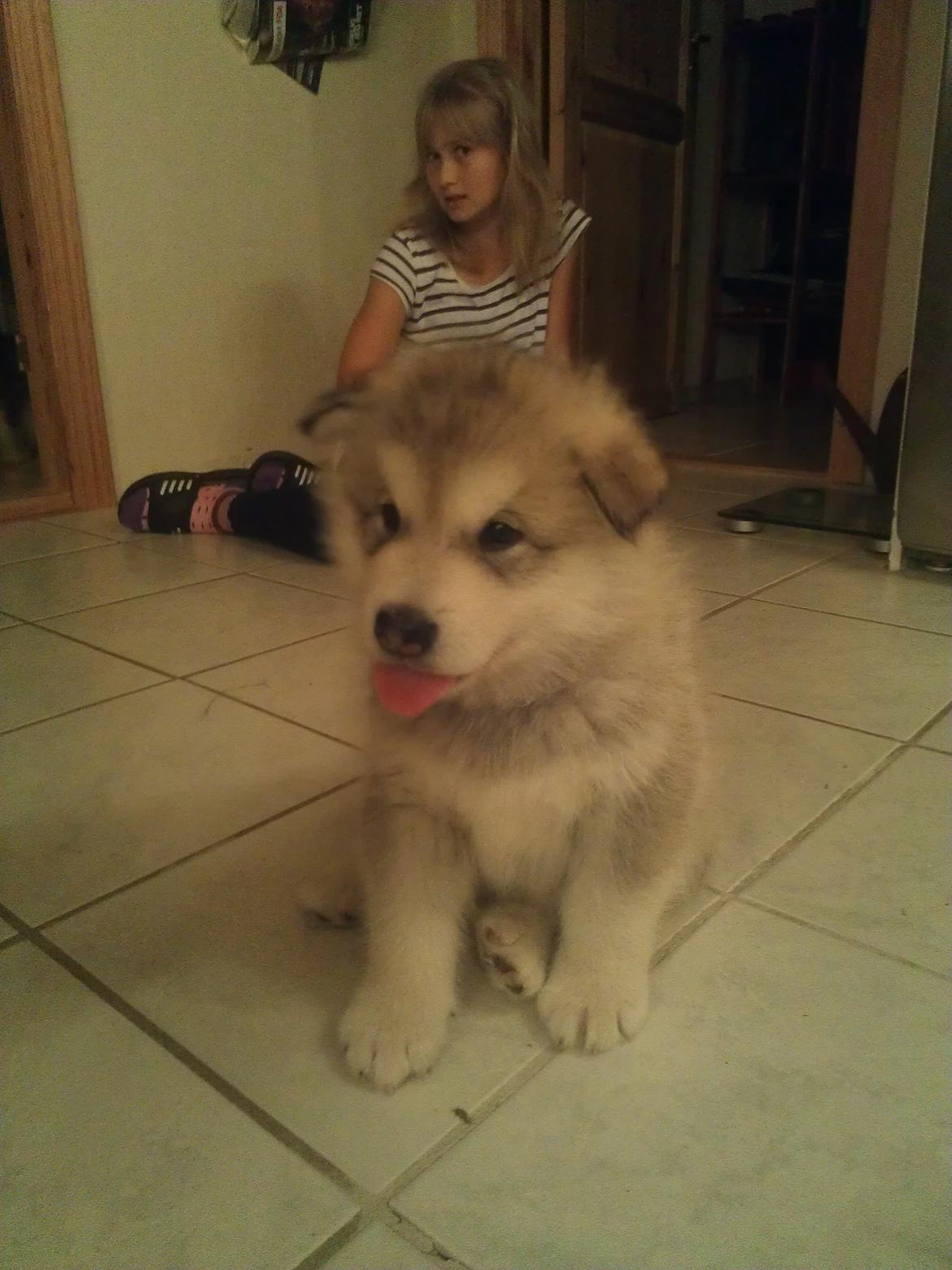 Alaskan malamute Snowcreek Extreme Balto billede 2