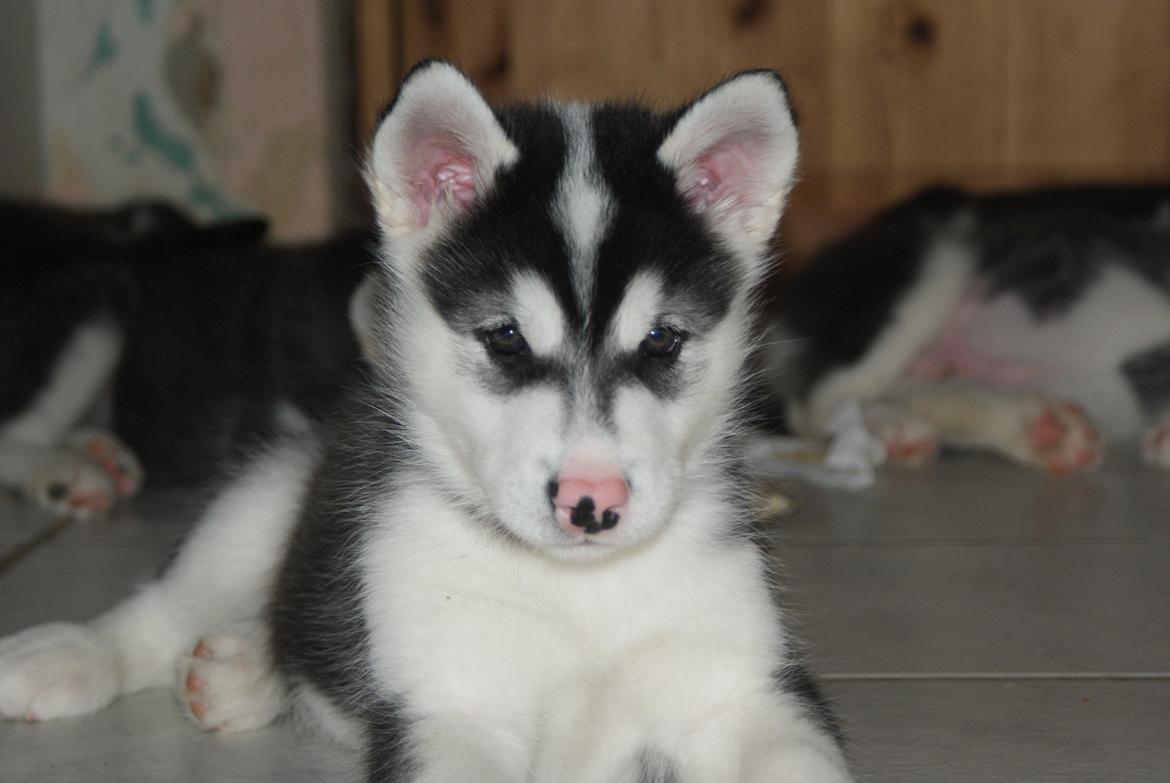 Alaskan malamute Snowcreek Frost-ice Demon billede 1