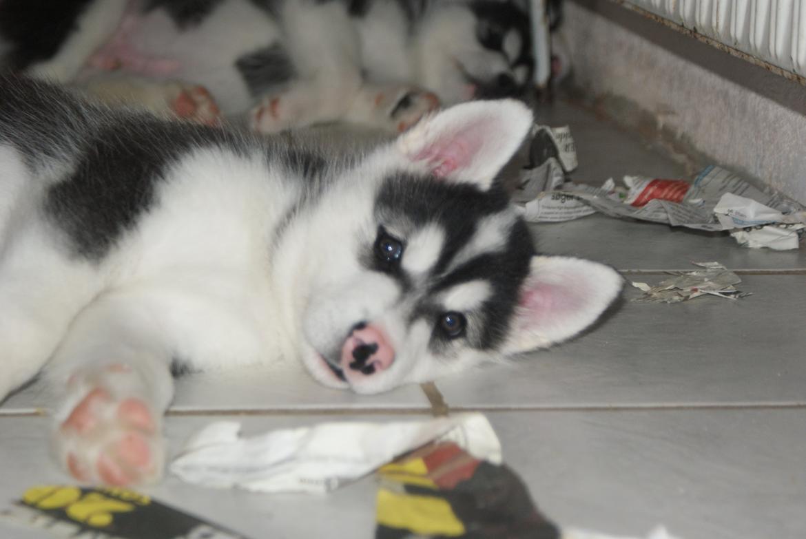 Alaskan malamute Snowcreek Frost-ice Demon billede 2