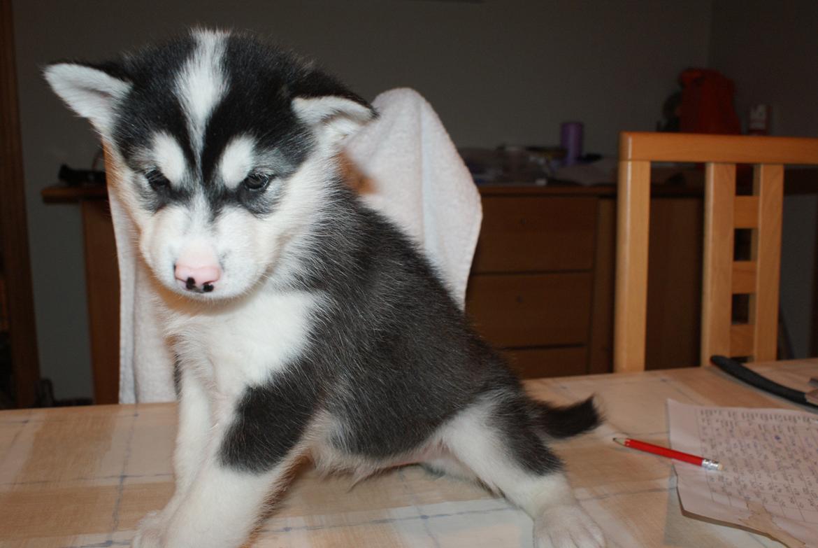 Alaskan malamute Snowcreek Frost-ice Demon billede 3