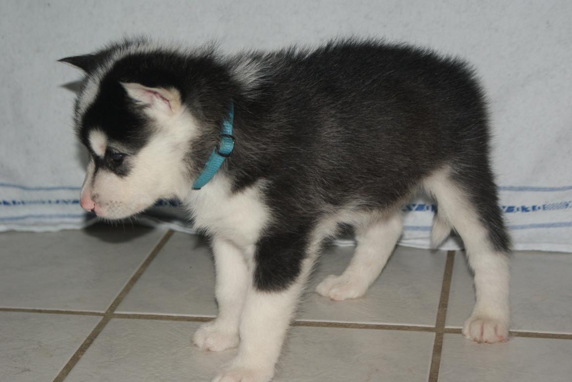 Alaskan malamute Snowcreek Frost-ice Demon billede 4