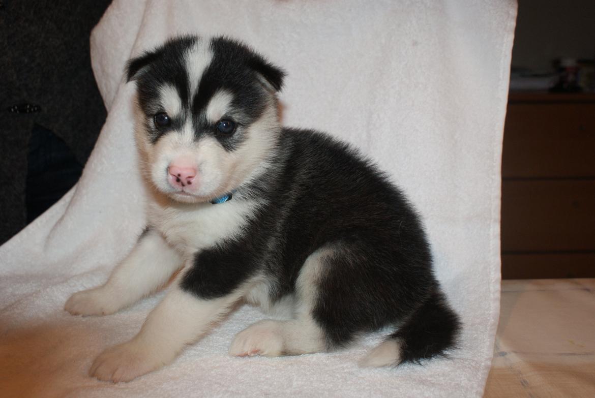 Alaskan malamute Snowcreek Frost-ice Demon billede 5