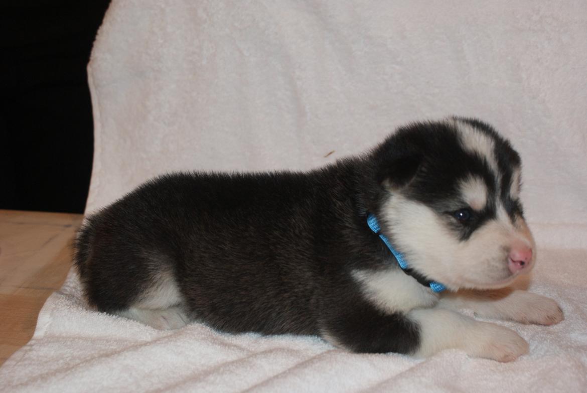 Alaskan malamute Snowcreek Frost-ice Demon billede 6