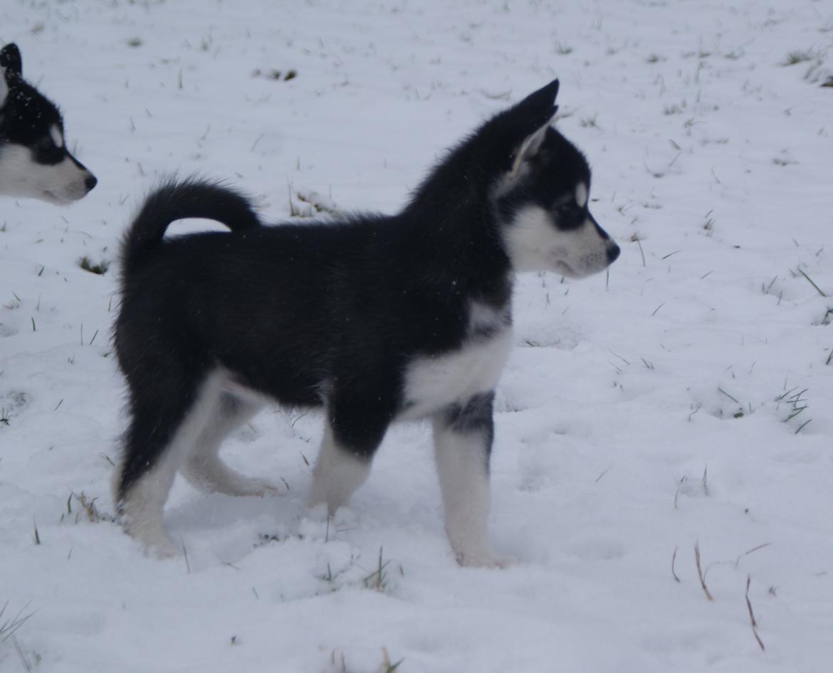 Alaskan malamute Snowcreek Frost-ice Pepzi billede 1