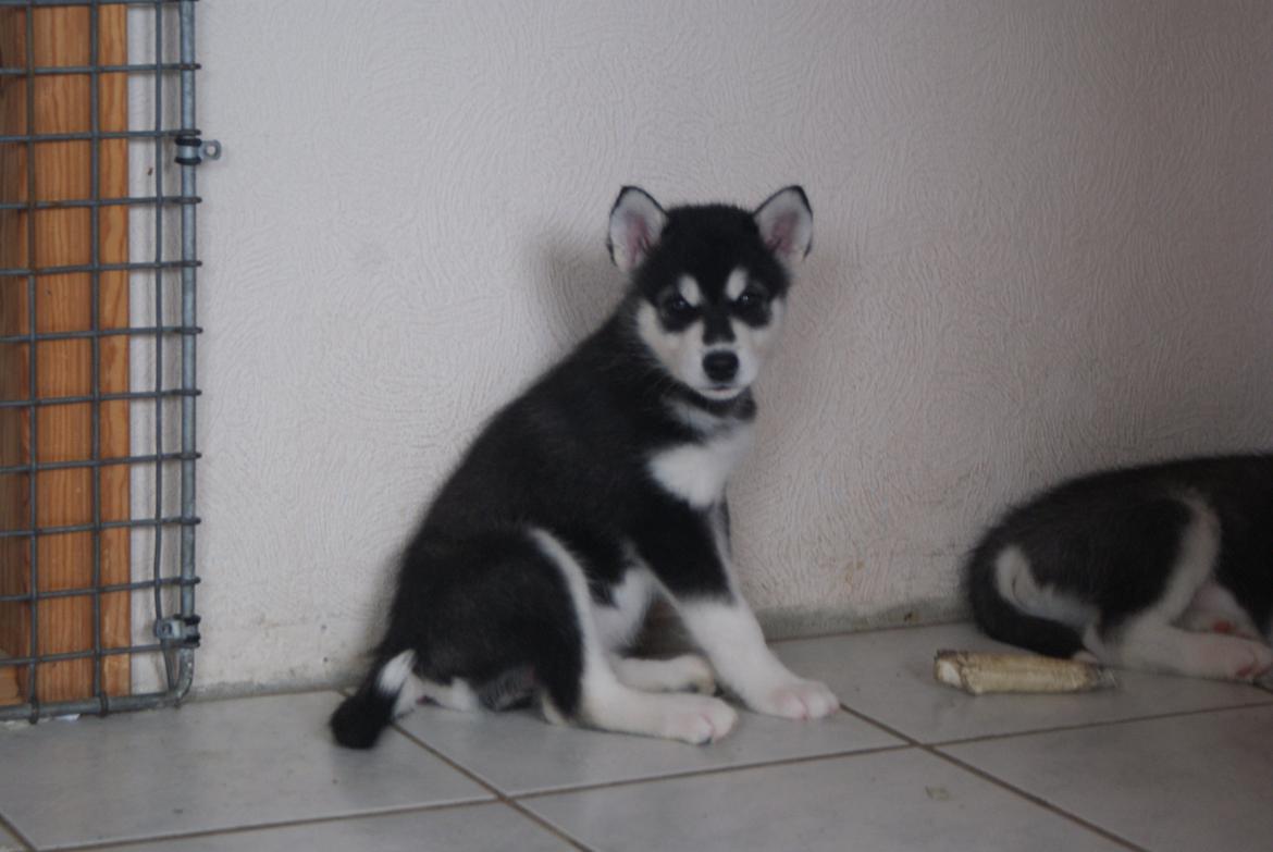 Alaskan malamute Snowcreek Frost-ice Pepzi billede 2