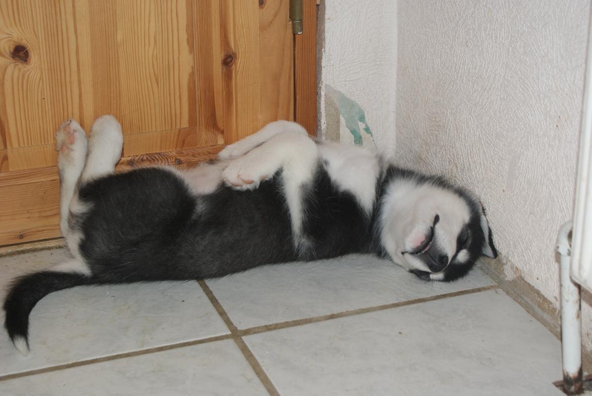 Alaskan malamute Snowcreek Frost-ice Pepzi billede 3