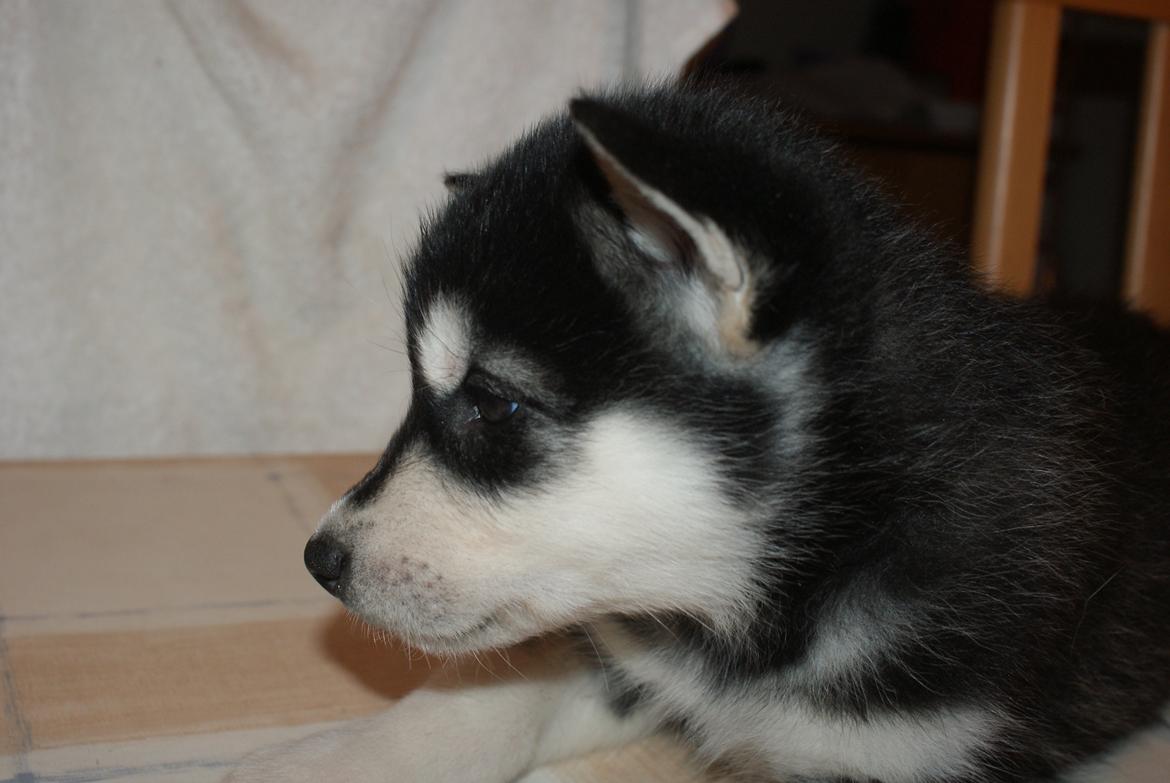 Alaskan malamute Snowcreek Frost-ice Pepzi billede 4