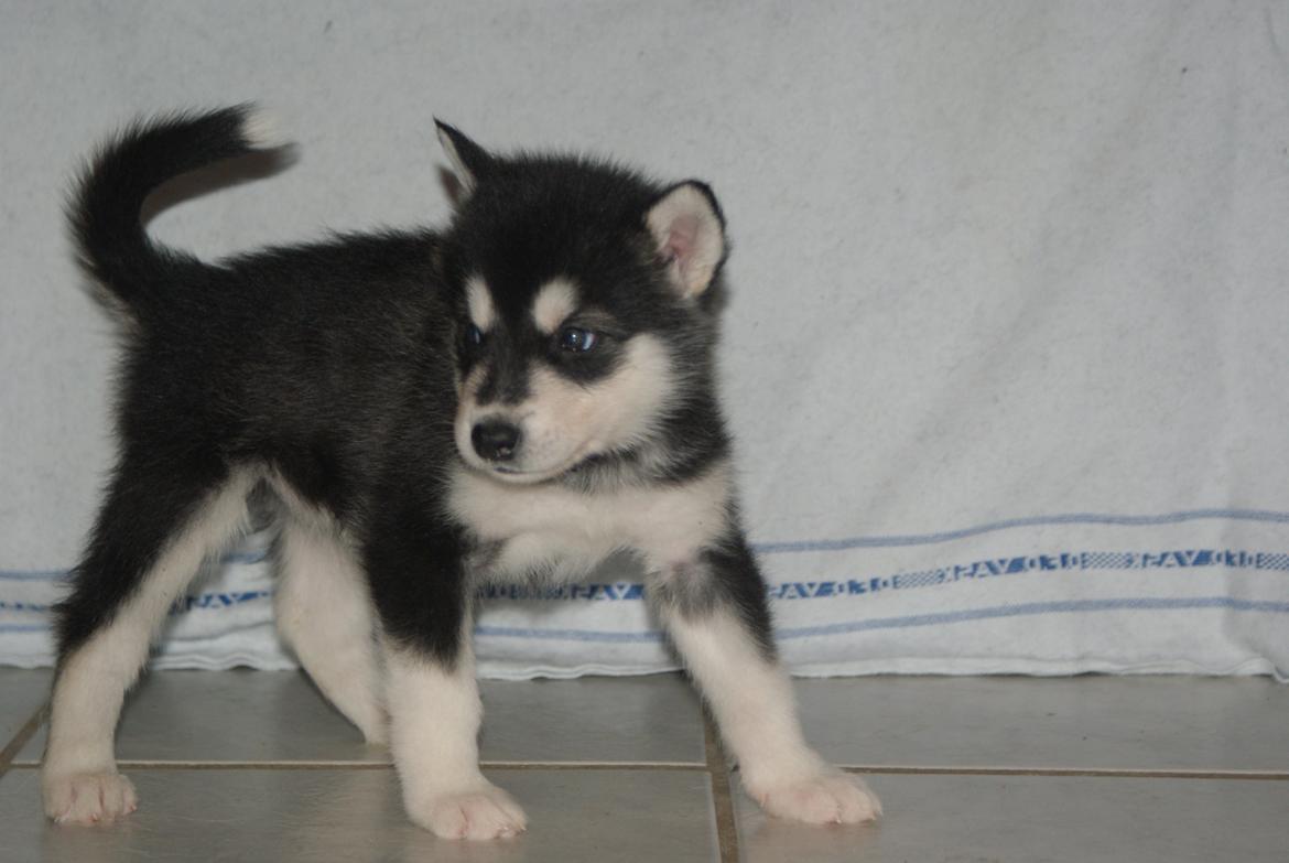 Alaskan malamute Snowcreek Frost-ice Pepzi billede 5