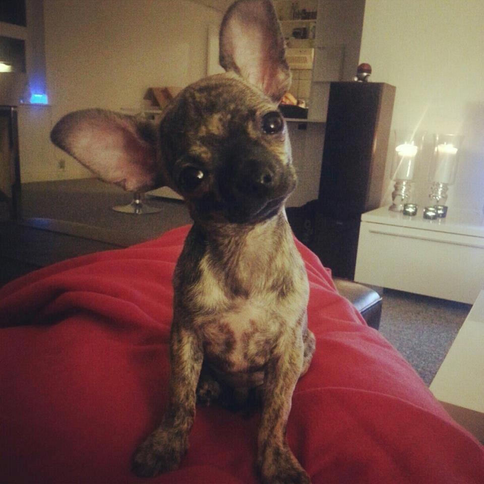 Chihuahua Kenai billede 7