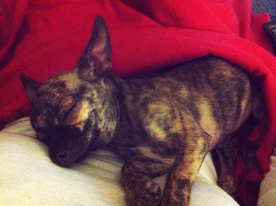 Chihuahua Kenai billede 21