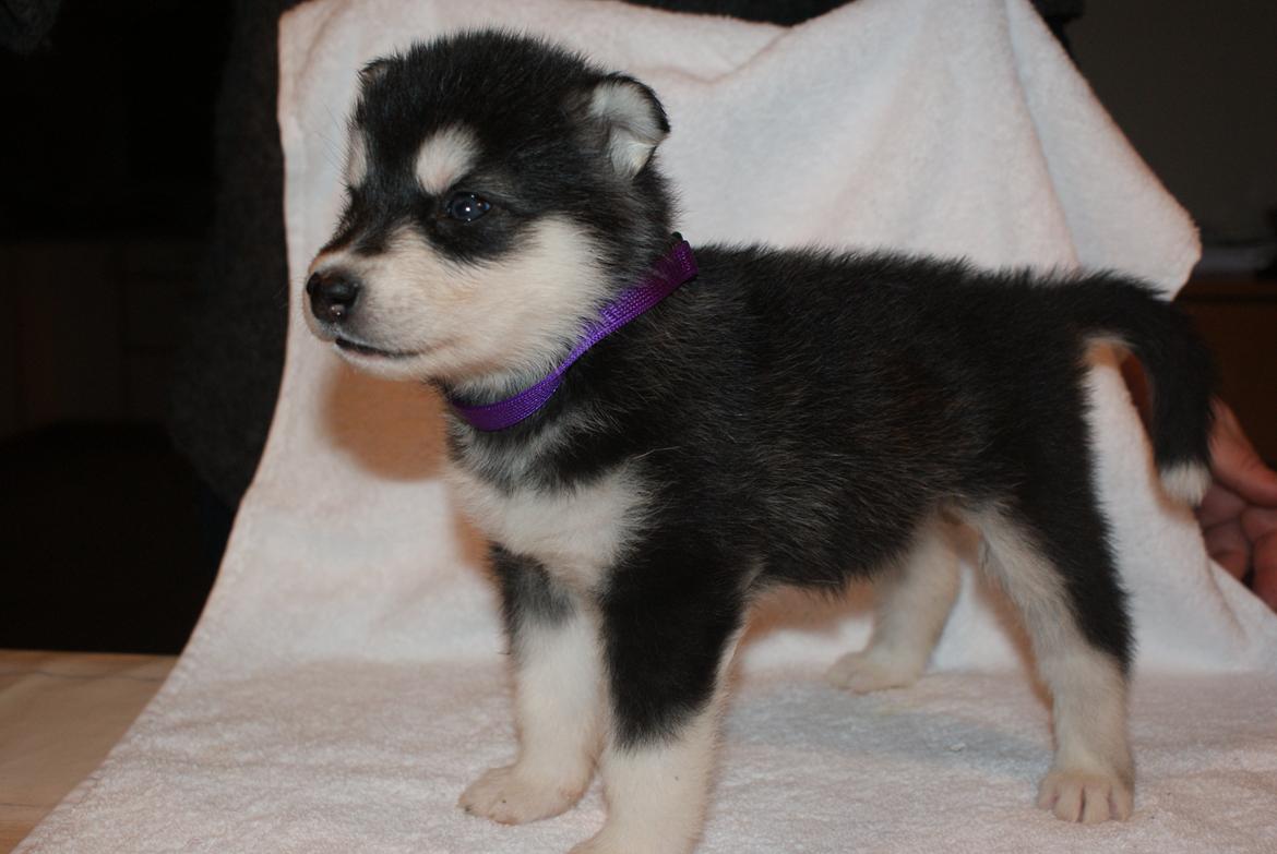 Alaskan malamute Snowcreek Frost-ice Pepzi billede 6
