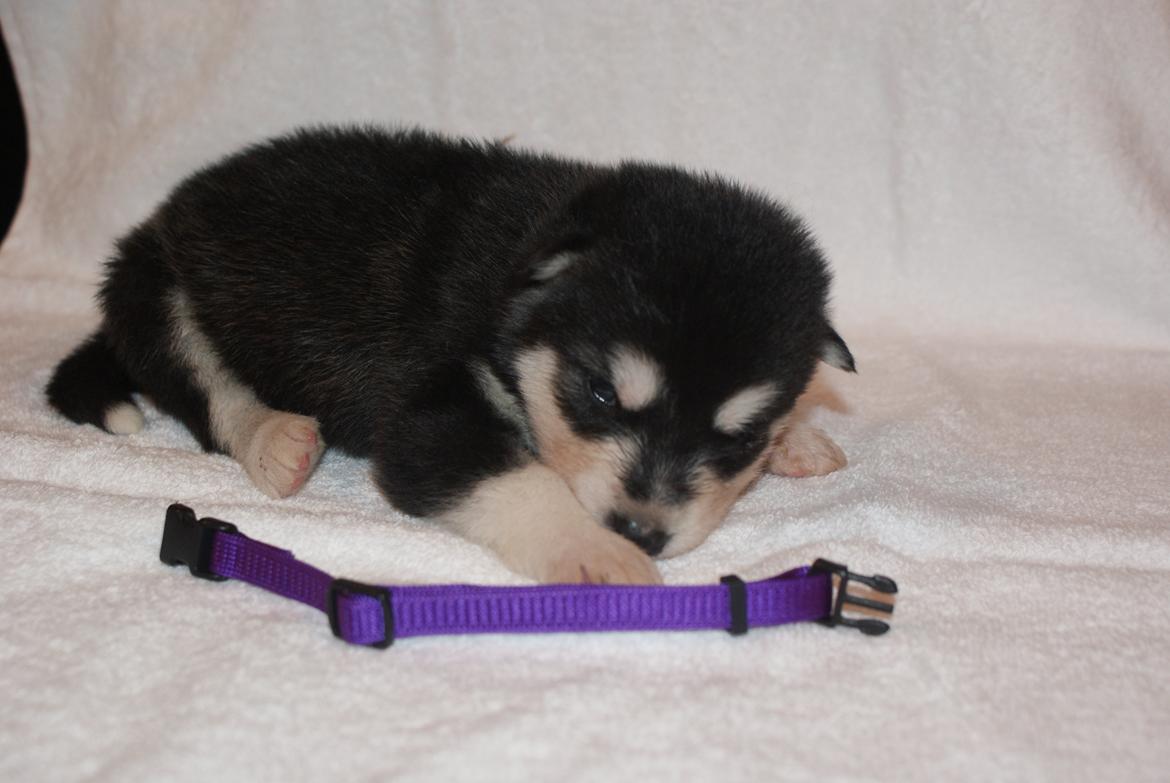 Alaskan malamute Snowcreek Frost-ice Pepzi billede 7