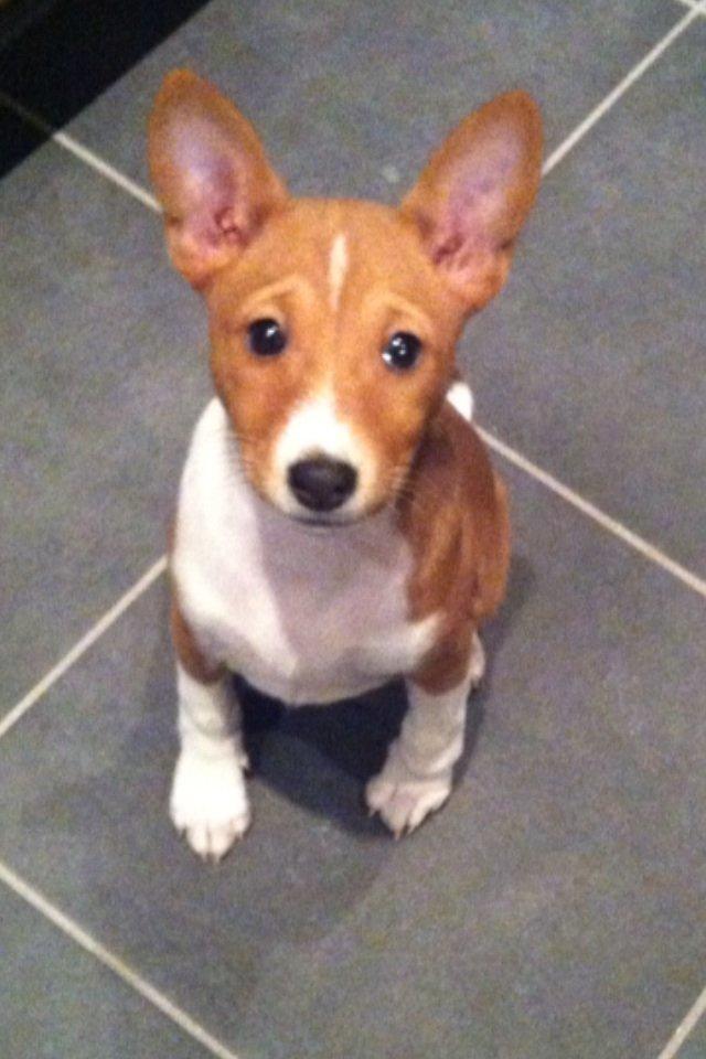 Basenji Molly billede 6