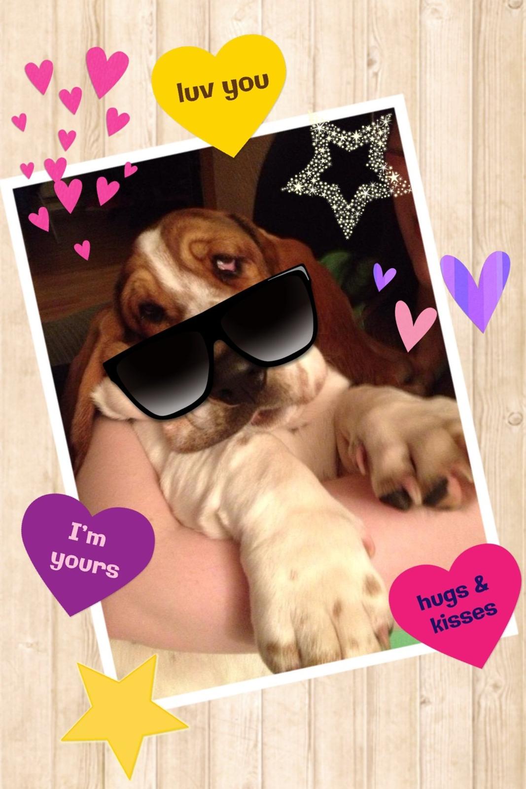 Basset hound Paddington billede 13