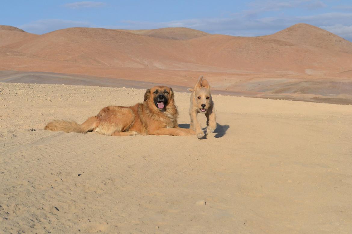 Blanding af racer Nala - Sammen med sin bedste hundeven i Chile, Duke billede 16