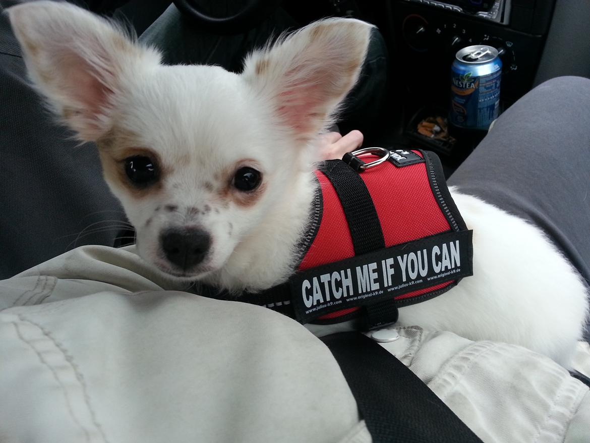 Chihuahua Tulle - Min fine nye sele billede 5