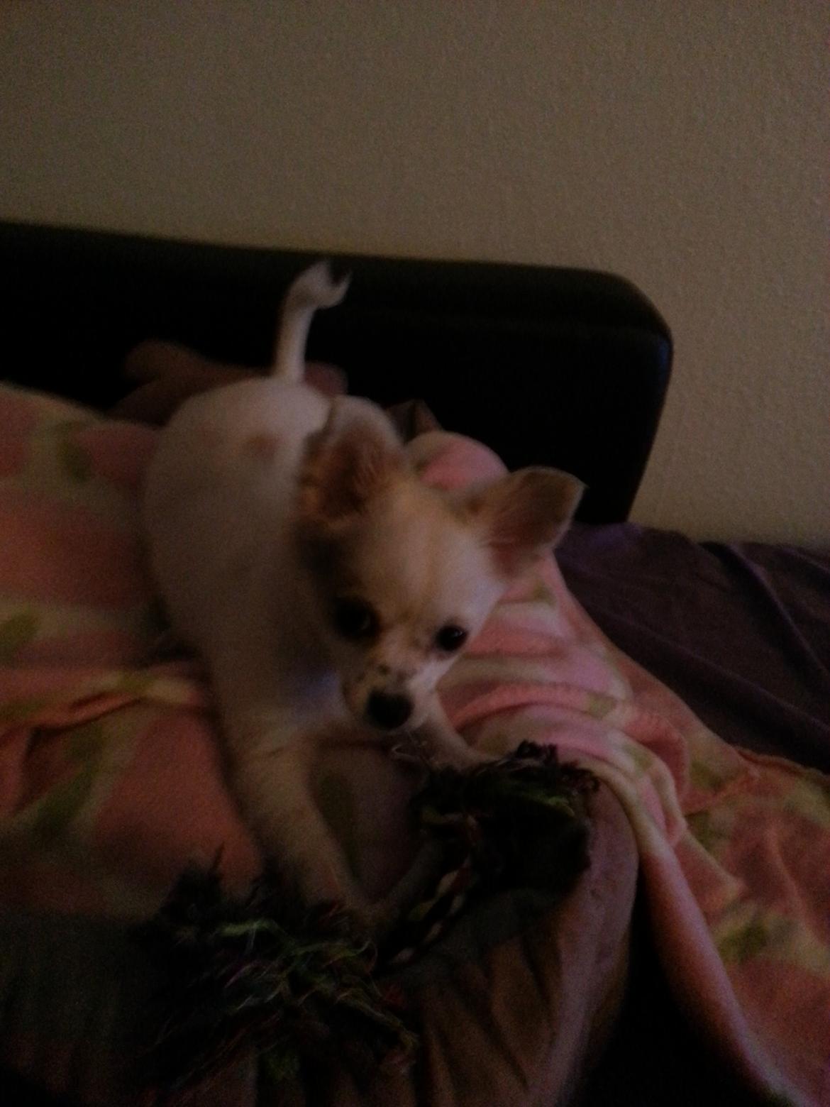 Chihuahua Tulle billede 6