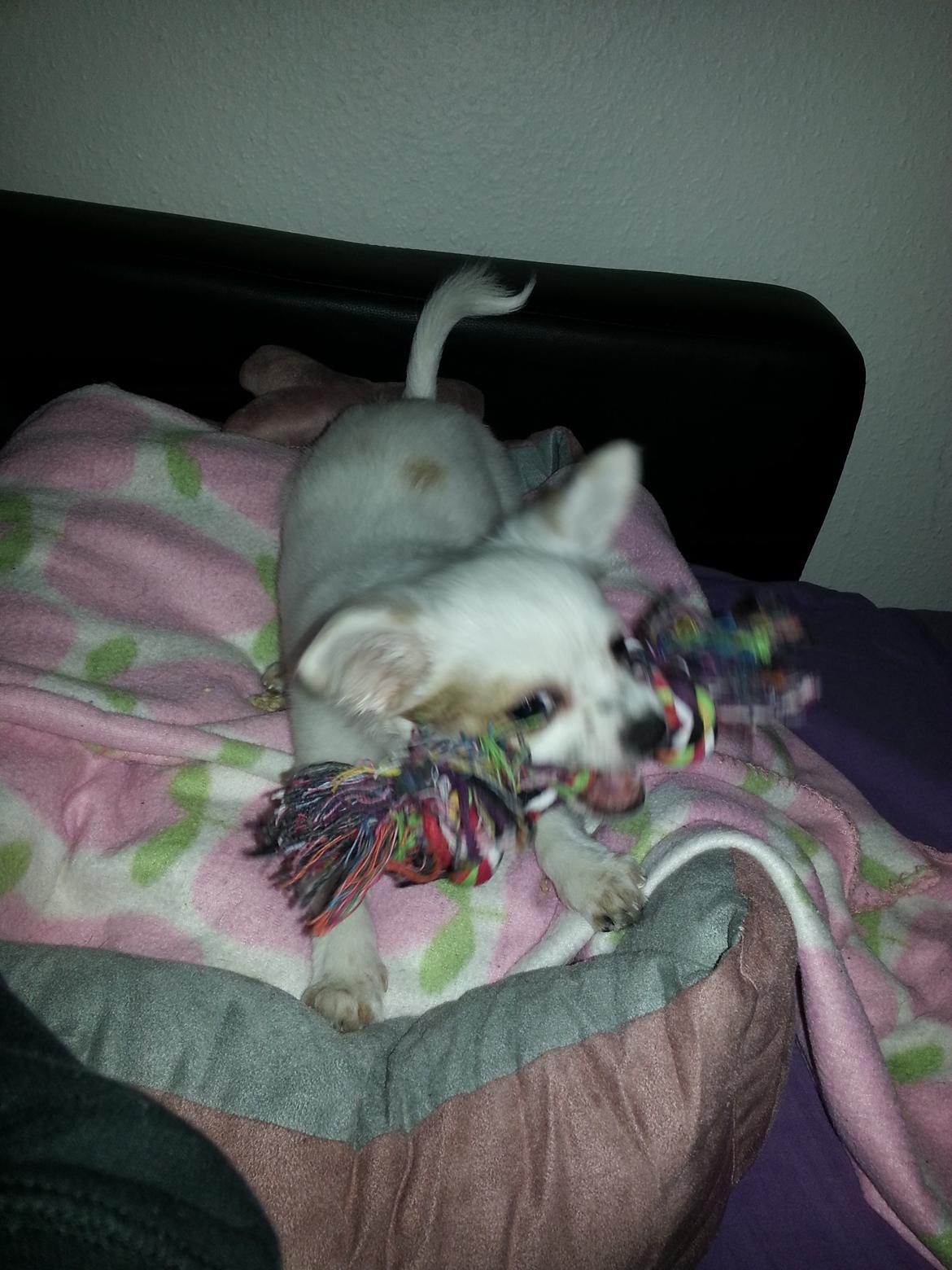 Chihuahua Tulle billede 7